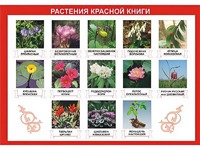 Таблица демонстрационная "Растения Красной книги" (винил 100*140) - fgospostavki.ru - Санкт-Петербург