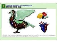 Рельефная таблица "Внутреннее строение голубя" (формат А1, матовое ламинирование) - fgospostavki.ru - Санкт-Петербург