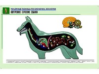 Рельефная таблица "Внутреннее строение собаки" (формат А1, матовое ламинирование) - fgospostavki.ru - Санкт-Петербург