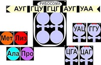 Модель-аппликация "Биосинтез белка" (ламинированная) - fgospostavki.ru - Санкт-Петербург