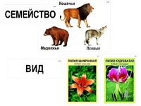 Модель-аппликация "Классификация растений и животных" (ламинированная) - fgospostavki.ru - Санкт-Петербург