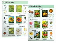 Коллекция "Семена и плоды" - fgospostavki.ru - Санкт-Петербург