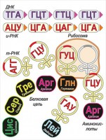 Модель-аппликация Биосинтез белка - fgospostavki.ru - Санкт-Петербург