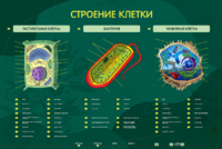 Электрифицированный стенд "Строение клетки" с маркерными полями - fgospostavki.ru - Санкт-Петербург