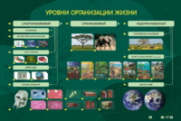Электрифицированный стенд "Уровни организации жизни" - fgospostavki.ru - Санкт-Петербург