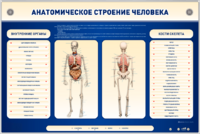 Электрифицированный стенд-тренажер c макетом скелета "Анатомическое строение человека" - fgospostavki.ru - Санкт-Петербург