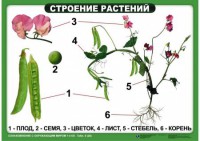 Комплект таблиц "Ознакомление с окружающим миром 1-4 класс" - fgospostavki.ru - Санкт-Петербург