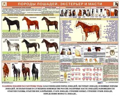 Комплект плакатов "Служебное коневодство" - fgospostavki.ru - Санкт-Петербург