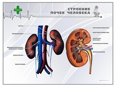 Стенд "Строение почки человека" - fgospostavki.ru - Санкт-Петербург