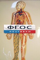 Модель барельефная "Кровеносная система человека" - fgospostavki.ru - Санкт-Петербург