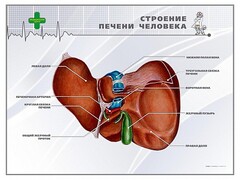 Стенд "Строение печени человека" - fgospostavki.ru - Санкт-Петербург