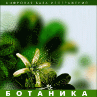 Ботаника. (Цифровая база изображений) - fgospostavki.ru - Санкт-Петербург