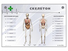Электрифицированный стенд-тренажер "Скелетон" - fgospostavki.ru - Санкт-Петербург