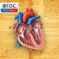 Анатомия (Цифровой атлас школьника) - fgospostavki.ru - Санкт-Петербург