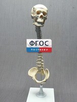Модель "Позвоночник с черепом и тазом" - fgospostavki.ru - Санкт-Петербург