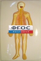 Модель барельефная "Нервная система человека" - fgospostavki.ru - Санкт-Петербург