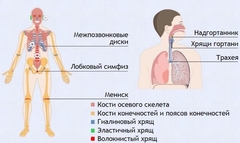 Интерактивные курсы. Биология 9 класс. Базовый. - fgospostavki.ru - Санкт-Петербург