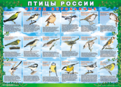 Комплект таблиц "Птицы России (4 листа)" (100х140 сантиметров, винил) - fgospostavki.ru - Санкт-Петербург