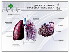Стенд "Дыхательная система человека" - fgospostavki.ru - Санкт-Петербург