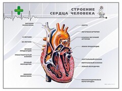 Стенд "Строение сердца человека" - fgospostavki.ru - Санкт-Петербург