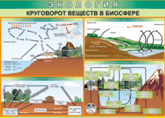 Таблица "Круговорот веществ в биосфере" (100х140 сантиметров, винил) - fgospostavki.ru - Санкт-Петербург