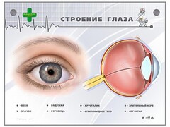 Интерактивный стенд "Строение глаза" - fgospostavki.ru - Санкт-Петербург