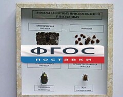 Коллекция энтомологическая "Примеры защитных приспособлений у насекомых" - fgospostavki.ru - Санкт-Петербург