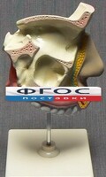 Модель "Разрез носоглотки" - fgospostavki.ru - Санкт-Петербург