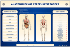 Электрифицированный стенд-тренажер c макетом скелета "Анатомическое строение человека" - fgospostavki.ru - Санкт-Петербург