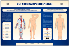 Электрифицированный стенд-тренажер "Остановка кровотечения" - fgospostavki.ru - Санкт-Петербург