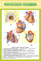 Стенд "Строение сердца" - fgospostavki.ru - Санкт-Петербург
