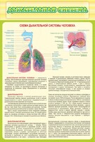 Стенд "Дыхательная система" - fgospostavki.ru - Санкт-Петербург