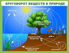 Стенд "Круговорот веществ" - fgospostavki.ru - Санкт-Петербург