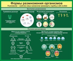 Стенд "Формы размножения организмов" - fgospostavki.ru - Санкт-Петербург
