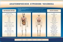 Электрифицированный стенд-тренажер c макетом скелета "Анатомическое строение человека" - fgospostavki.ru - Санкт-Петербург