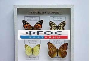 Коллекция "Семейство бабочек" - fgospostavki.ru - Санкт-Петербург