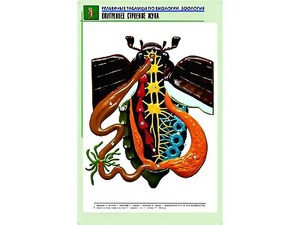 Рельефная таблица "Внутреннее строение жука" (формат А1, матовое ламинирование) - fgospostavki.ru - Санкт-Петербург