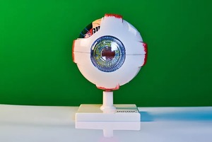 Модель глаза - fgospostavki.ru - Санкт-Петербург