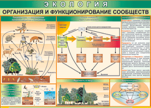 Таблица "Организация и функционирование сообществ" (100х140 сантиметров, винил) - fgospostavki.ru - Санкт-Петербург