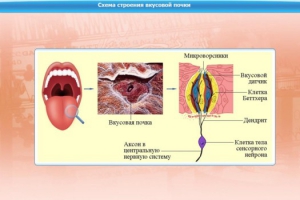 Интерактивные курсы. Биология 10 класс. Базовый. - fgospostavki.ru - Санкт-Петербург