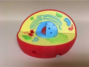 Модель растительной клетки - fgospostavki.ru - Санкт-Петербург