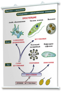 Плакаты по биологии для оформления кабинета. - fgospostavki.ru - Санкт-Петербург