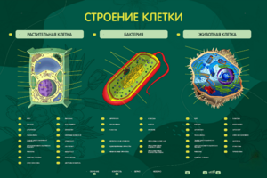 Электрифицированный стенд "Строение клетки" с маркерными полями - fgospostavki.ru - Санкт-Петербург