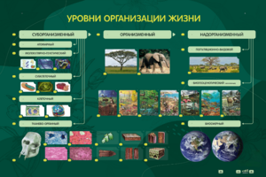 Электрифицированный стенд "Уровни организации жизни" - fgospostavki.ru - Санкт-Петербург