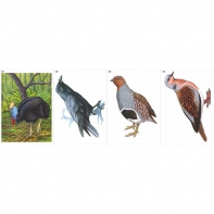Модель-аппликация Многообразие хордовых. Птицы  - fgospostavki.ru - Санкт-Петербург