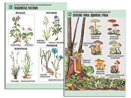 Комплект таблиц "Окружающий мир. Грибы. Растительный мир" (12 таблиц, А1, ламинированные) - fgospostavki.ru - Санкт-Петербург