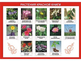Таблица демонстрационная "Растения Красной книги" (винил 70*100) - fgospostavki.ru - Санкт-Петербург