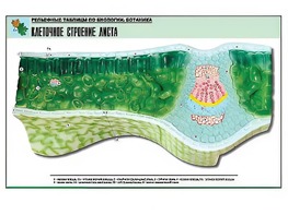 Рельефная таблица "Клеточное строение листа" (формат А1, матовое ламинирование) - fgospostavki.ru - Санкт-Петербург
