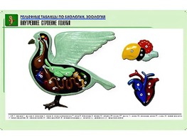 Рельефная таблица "Внутреннее строение голубя" (формат А1, матовое ламинирование) - fgospostavki.ru - Санкт-Петербург