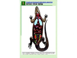 Рельефная таблица "Внутреннее строение ящерицы" (формат А1, матовое ламинирование) - fgospostavki.ru - Санкт-Петербург